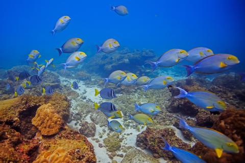 Caño Island Snorkeling Costa Rica